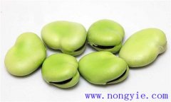蠶豆的功效是什么？蠶豆的功效與作用