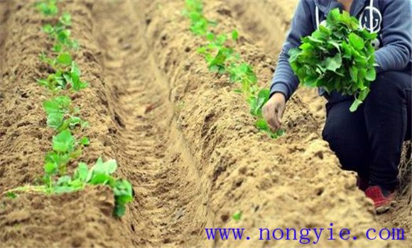 種植紅薯要適當增加薯苗入土節(jié)數(shù)