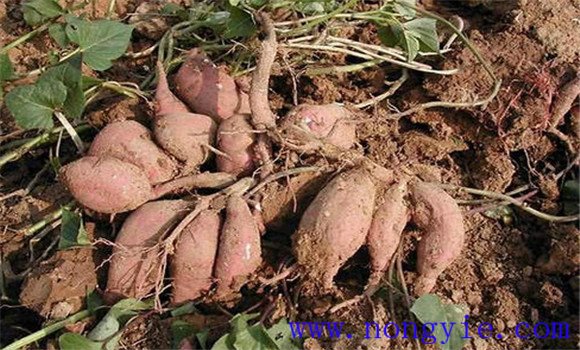 甘薯根的分類，各有什么特點(diǎn)