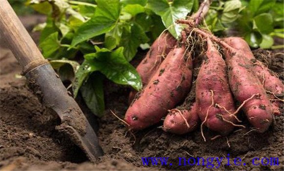 紅薯要根據地溫來確定收獲收時