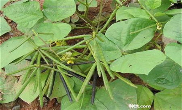 綠豆如何種能高產(chǎn)？
