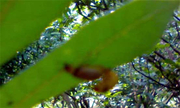 樹虱怎么防治才好？