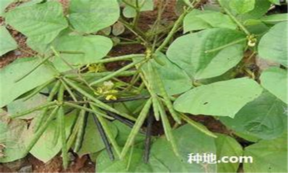 綠豆怎么種植能高產(chǎn)？