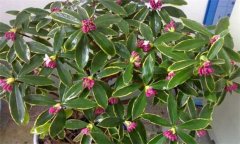 瑞香的繁殖方法有幾種，如何進行？