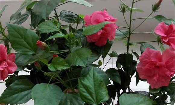 扶?；ǖ墓πc作用