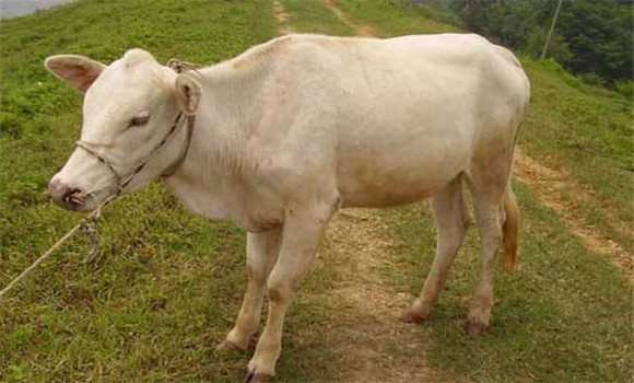 奶牛產(chǎn)后護(hù)理