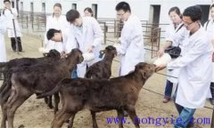 犢牛在出生時應該注意什么？