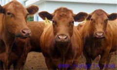 雜交改良牛有哪些，都有什么特點？