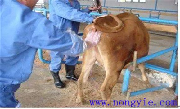 母牛配種后注意事項(xiàng)