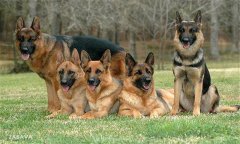 肉犬有哪些品種，肉犬養(yǎng)殖和管理有哪些要求