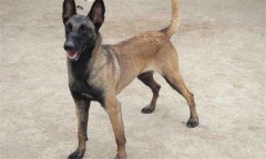 犬冠狀病毒癥狀，犬冠狀病毒怎么治療