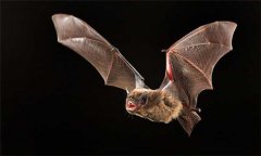 蝙蝠吃什么食物，蝙蝠種類有哪些？