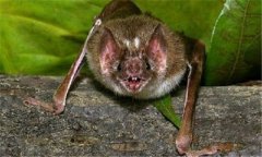 吸血蝙蝠一次吸多少血，吸血蝙蝠有什么危害？