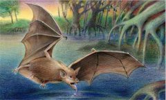 蝙蝠是什么類動(dòng)物，蝙蝠是老鼠變的嗎？