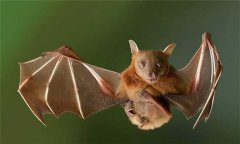 蝙蝠是哺乳動(dòng)物嗎？蝙蝠是什么動(dòng)物？