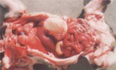 仔豬白痢癥狀及治療方法、用什么藥