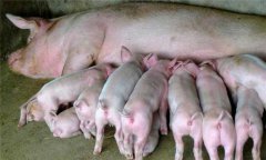 仔豬寄養(yǎng)原則、方法及注意事項