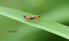 隱翅蟲怎么預(yù)防才好，被隱翅蟲咬了怎么辦？