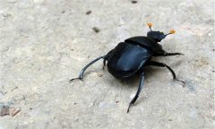 屎殼郎吃什么食物，屎殼郎是不是害蟲？