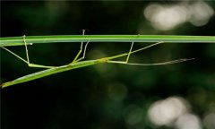 竹節(jié)蟲什么食物，竹節(jié)蟲是害蟲還是益蟲？