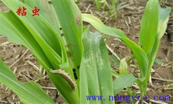 玉米粘蟲的癥狀識(shí)別