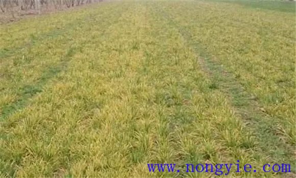 減輕小麥旱災(zāi)、凍害的影響