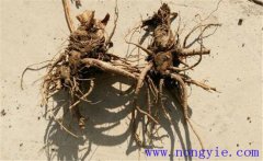 當(dāng)歸常見(jiàn)的病蟲(chóng)害有哪些，怎么防治？