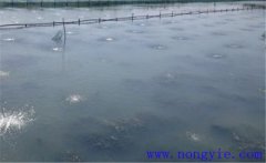 怎樣為魚塘增加氧氣，給魚塘增氧有幾種方法？