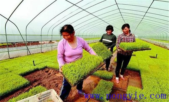 水稻種植軟盤拋秧技術