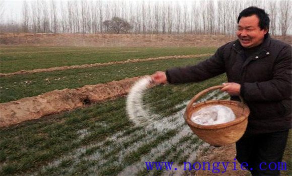 冬小麥返青期管理