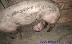 育肥豬拉黑稀是什么原因，如何預防與治療？