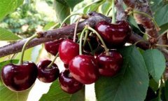 櫻桃種植方法、時(shí)間與技術(shù)要點(diǎn)