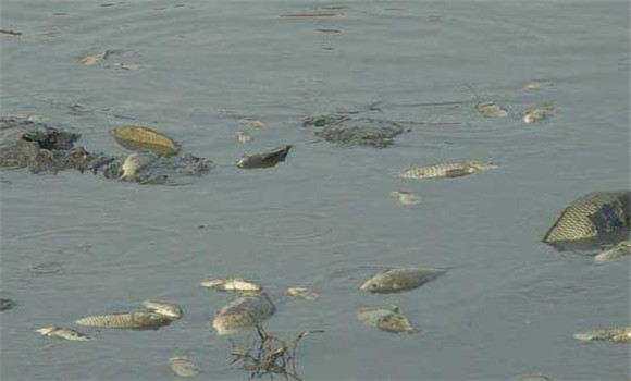 甲魚(yú)養(yǎng)殖成本