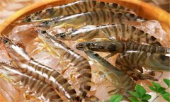 如何養(yǎng)殖沼蝦，沼蝦養(yǎng)殖技術須知