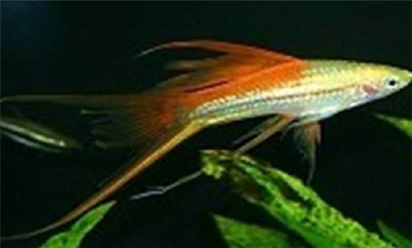 劍尾魚(yú)繁殖