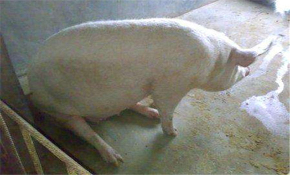 母豬難產怎么辦