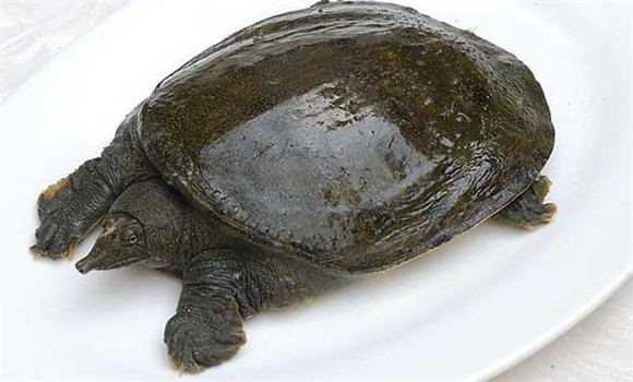 常見甲魚疾病有哪些，甲魚病病防治的方法
