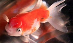 珍珠魚好養(yǎng)嗎?珍珠魚怎么養(yǎng)、怎么繁殖