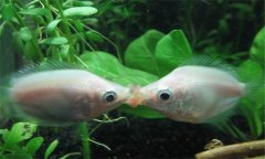 接吻魚好養(yǎng)嗎?接吻魚為什么接吻、怎樣分辨公母