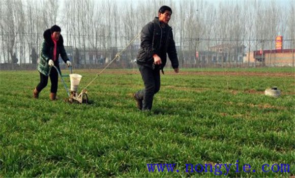 冬小麥如何施用稀土肥料