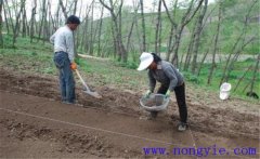 當(dāng)歸栽培方法，當(dāng)歸怎么種植才能高產(chǎn)？