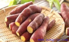 山芋是紅薯嗎？山芋育苗與種植技術要點