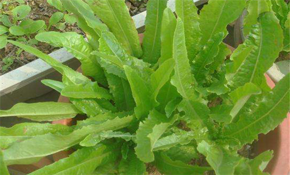 油麥菜的功效與作用