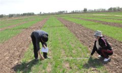 小麥種植技術(shù)與管理、施肥、冬管等要求