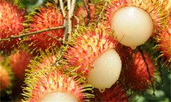 馬來西亞有哪些特產(chǎn)？