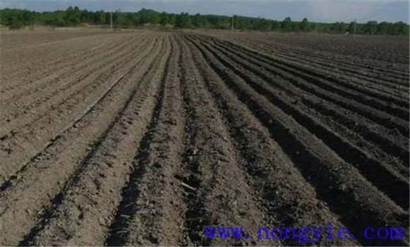 土壤疏松好，塊莖易膨大