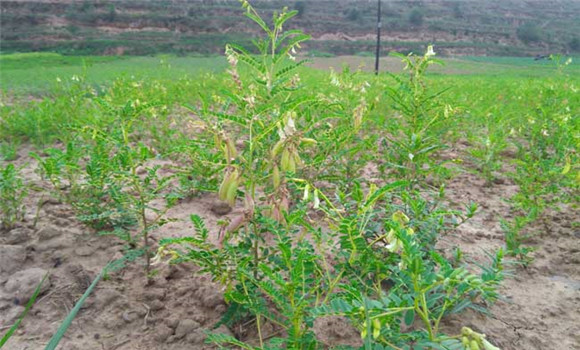 黃芪栽培管理技術(shù)要點