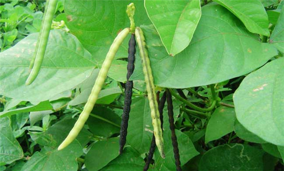 綠豆什么時(shí)間種植？