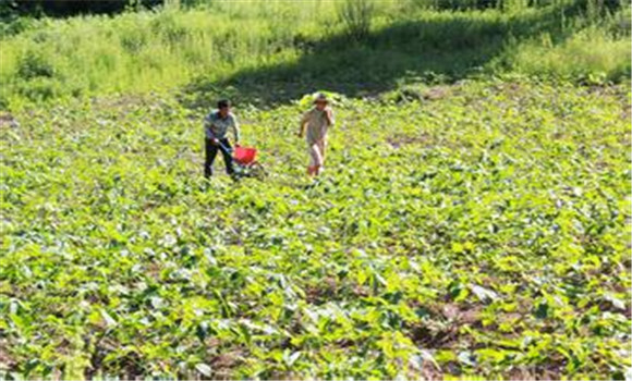 中藥材種植，山區(qū)中藥材種植注意事項(xiàng)