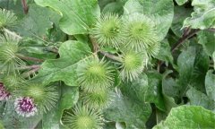 牛蒡病蟲害發(fā)生規(guī)律，如何防治